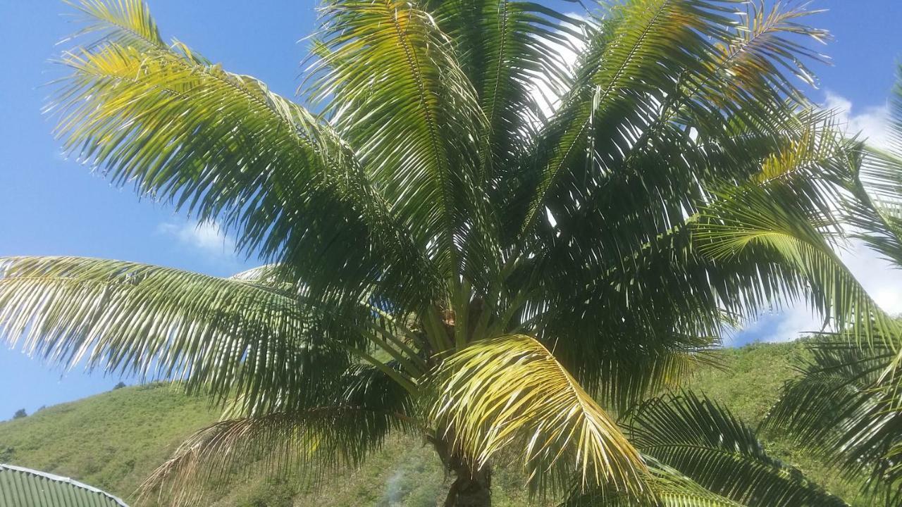 Location " La Pirogue " Maison D'Hotes A Moorea Haapiti Eksteriør billede